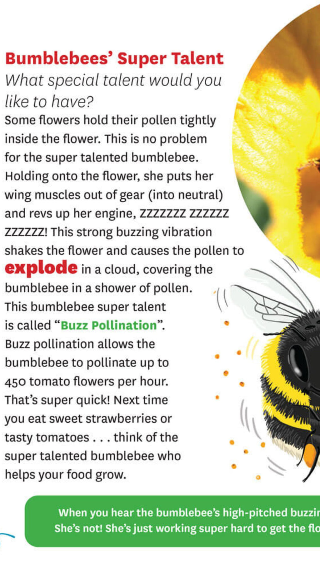 Bumblebees have smelly feet