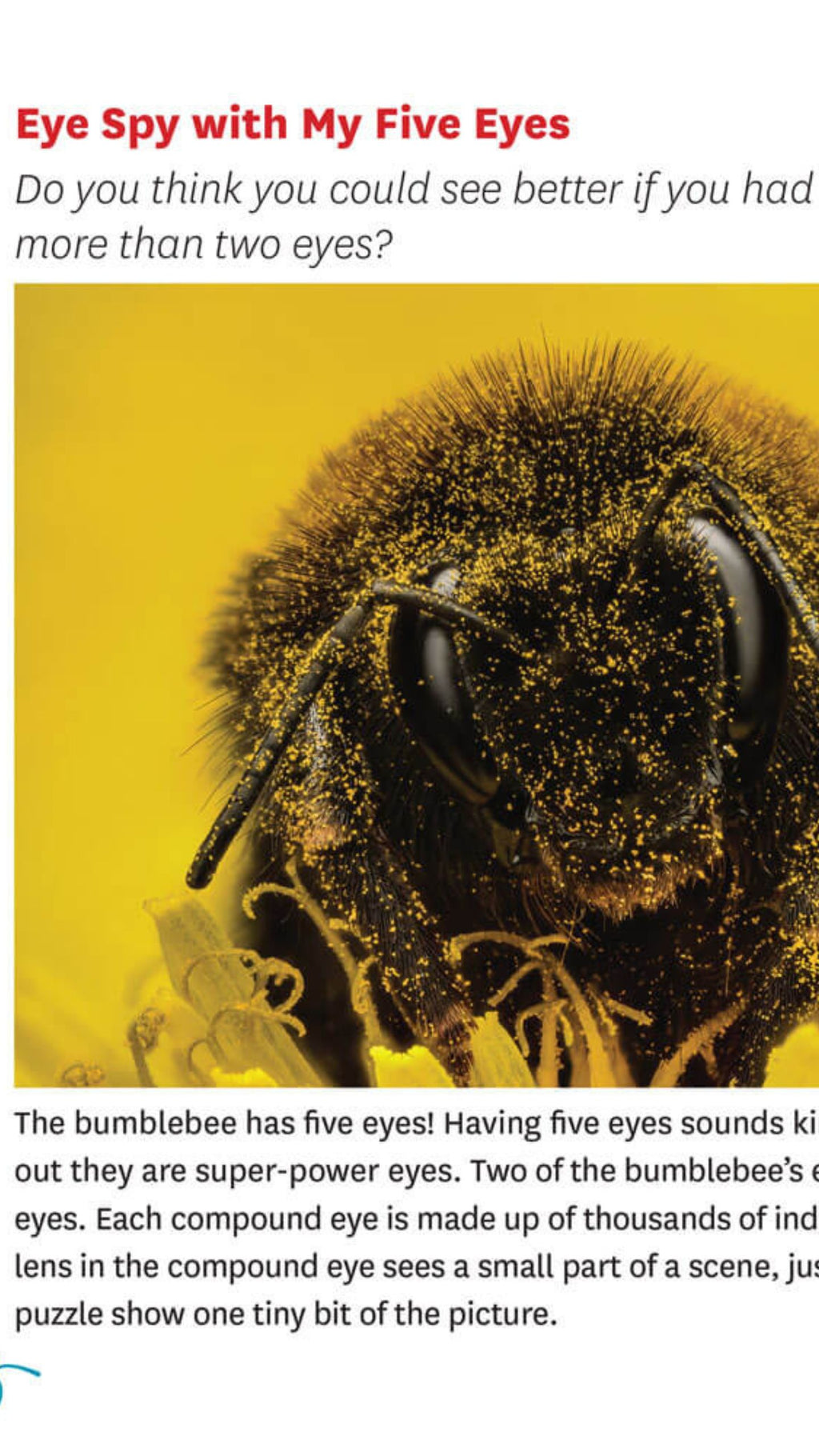 Bumblebees have smelly feet