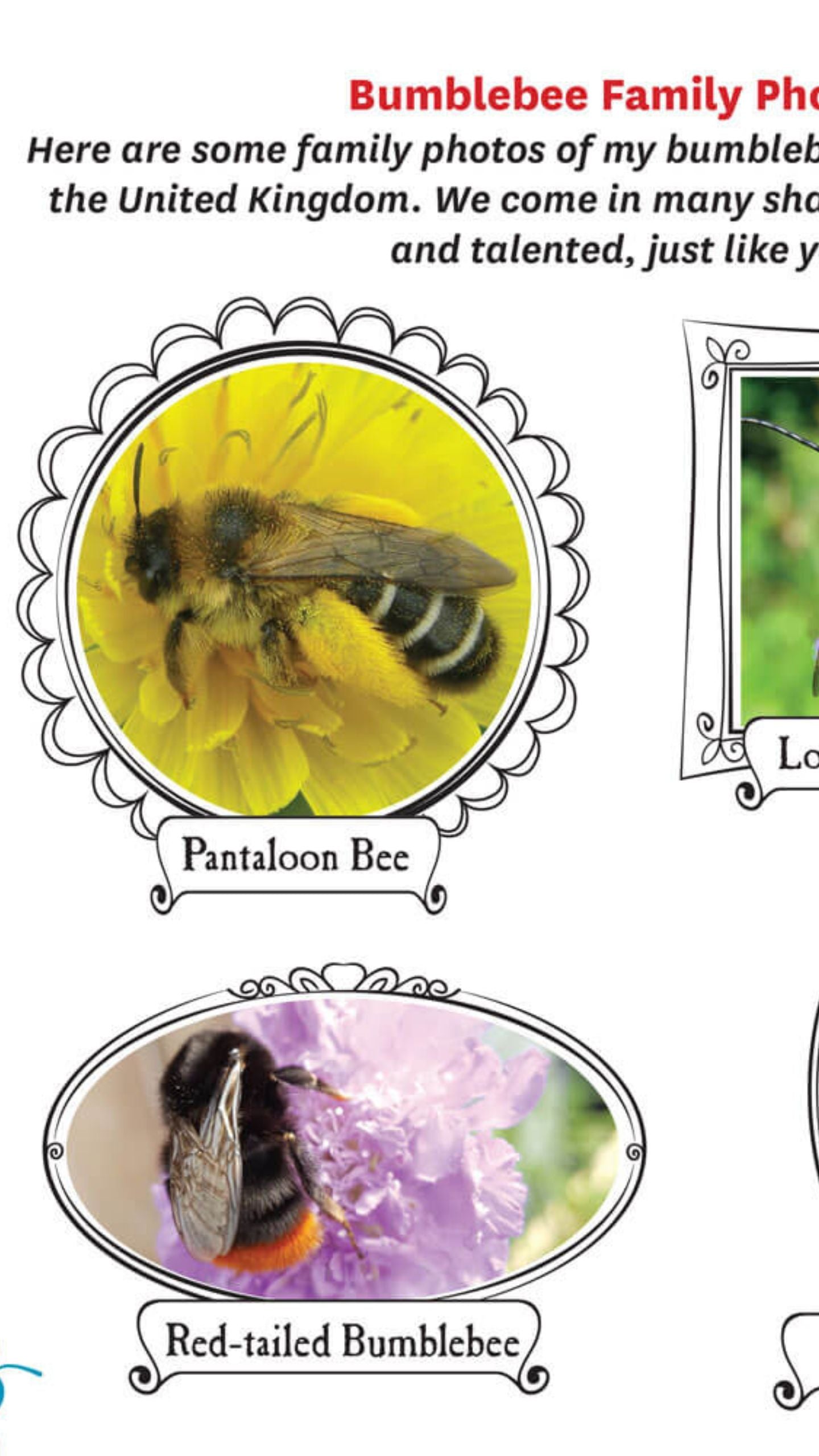 Bumblebees have smelly feet