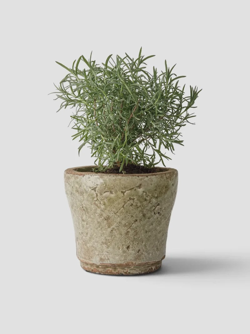 Celadon Herb Planter