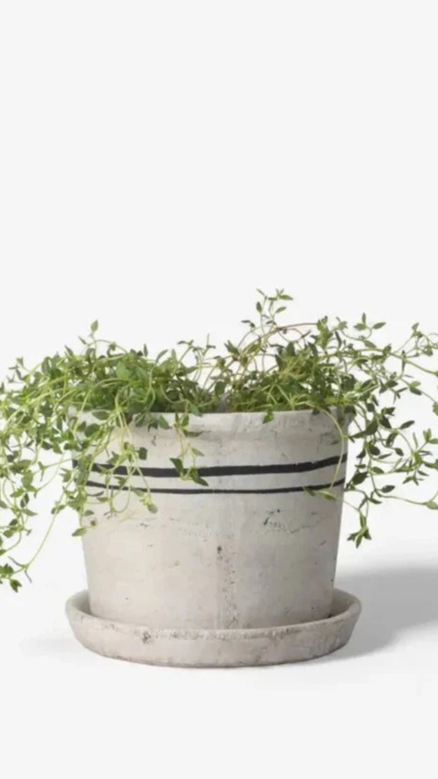 Lisbon Herb Pot -Small