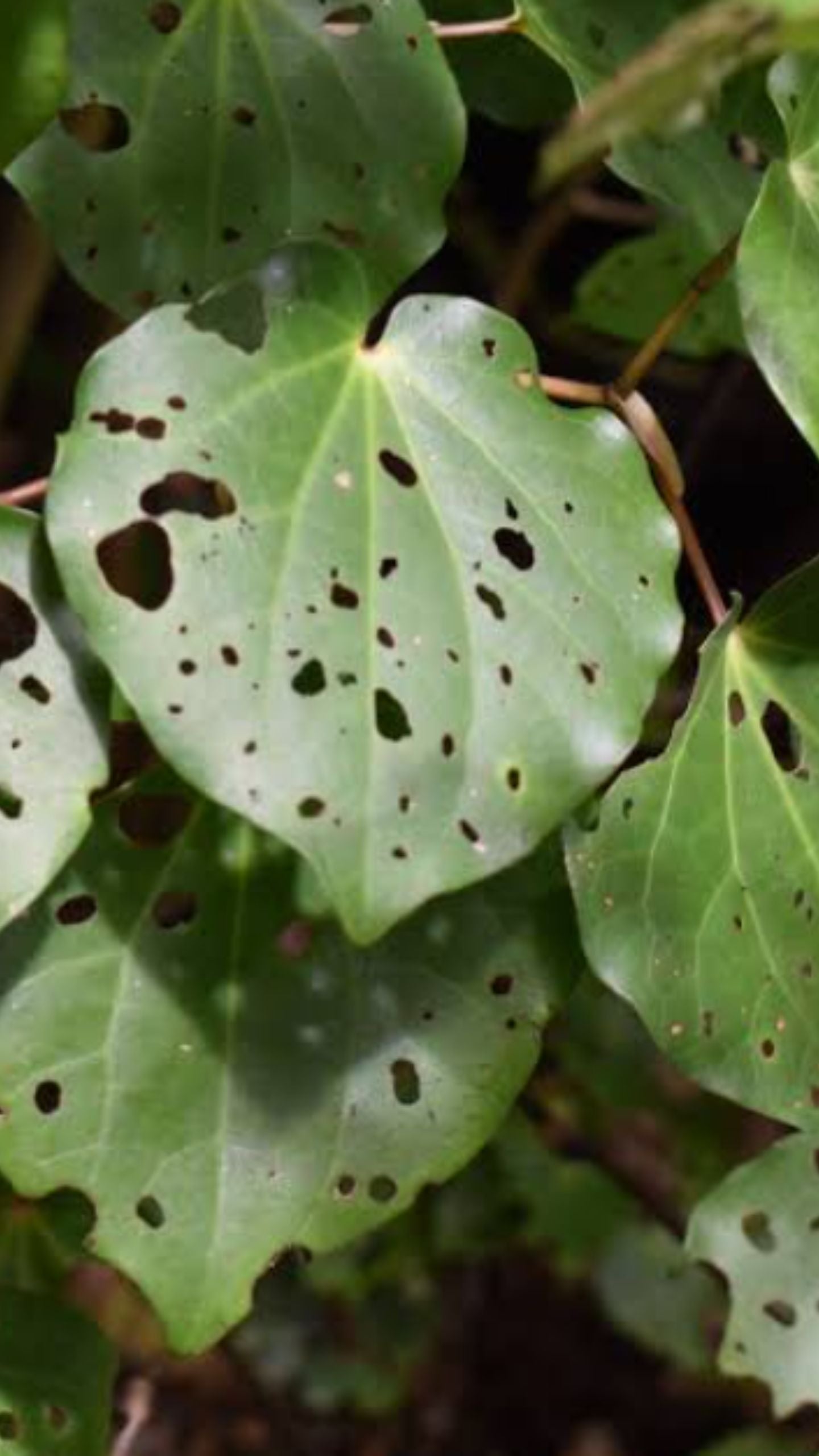 Prickly Ash Salt Flakes