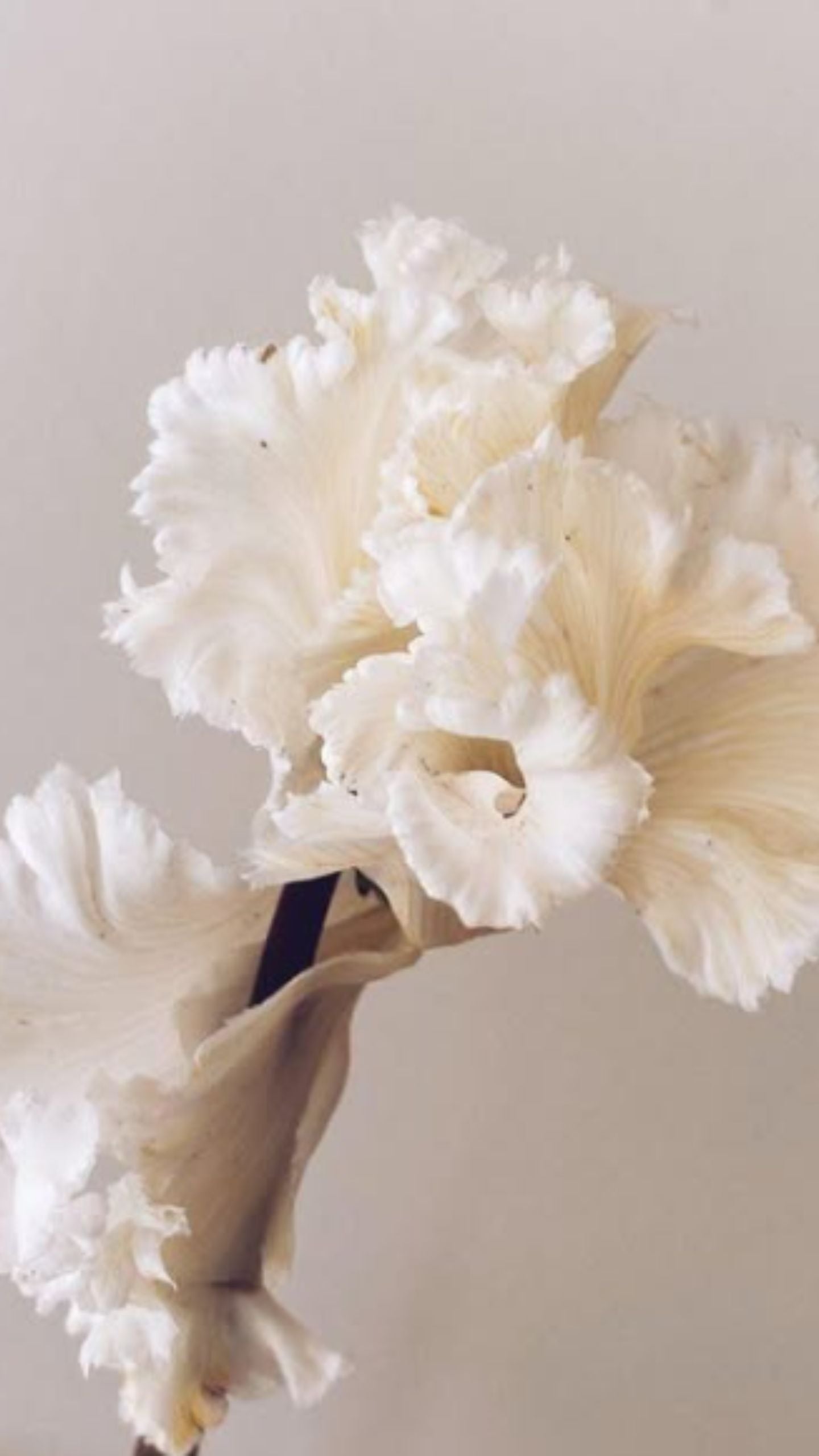 Studio Hart Candles